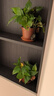 綠有意綠蘿盆栽室內植物花卉綠植水培長(cháng)藤垂吊大葉綠籮新房家用吸除甲醛 120原盆托盤(pán)綠蘿10盆+10肥 帶盆帶土發(fā)貨 曬單實(shí)拍圖