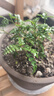 清香胡椒木盆栽迷你驅蚊草植物室內花卉客廳辦公室桌面小綠植好養 精品清香木+原土原盆(送肥料) 含盆 曬單實(shí)拍圖