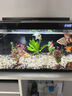 寵小俠水草植物魚(yú)缸真草造景生態(tài)全套擺件養魚(yú)增氧鋪底陰性水培凈化綠植 【賽級精品】火山石小缸套餐A 曬單實(shí)拍圖