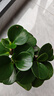 圓葉吸毒王碧玉公主豆瓣綠年宵花擺件植物桌面四季常青花凈化空氣 碧玉+透明字母塑料蓄水盆【送營(yíng)土+肥】 曬單實(shí)拍圖