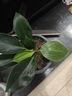 特價(jià)大葉金鉆綠公主盆栽植物除甲醛綠植辦公室四季常青室內擺放2 【1盆】金鉆+基地原盆 含盆高度15-20厘米 曬單實(shí)拍圖
