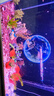 森森（SUNSUN）（免費入戶(hù)）魚(yú)缸底過(guò)濾水族箱客廳家用落地玻璃生態(tài)魚(yú)缸金魚(yú)缸 (三色燈光可調)鋼琴黑 99.2長(cháng)34寬 帶禮包 曬單實(shí)拍圖
