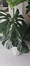 愛(ài)優(yōu)尚龜背竹盆栽客廳室內辦公室大型綠植盆景凈化空氣吸甲醛源頭直發(fā) 曬單實(shí)拍圖
