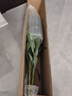 AB級優(yōu)質(zhì)香水百合鮮花水培插花家庭生活水養鮮切玫瑰云南產(chǎn)地直發(fā) 高品質(zhì)【AB級隨機色大花苞】百合花10朵+保鮮劑 曬單實(shí)拍圖