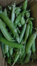 新鮮豌豆四川帶殼青豆角水果甜豆莢農家蔬菜 新鮮青豌豆莢凈重1斤 曬單實(shí)拍圖
