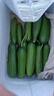 山東壽光水果黃瓜生吃脆新鮮荷蘭青瓜當季無(wú)刺小黃瓜源頭直發(fā) 精品水果黃瓜凈重 4.5斤 曬單實(shí)拍圖