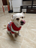 萌嘟星寵 貓咪狗狗衣服冬季比熊泰迪博美小型犬新年毛衣寵物保暖秋冬裝L號 曬單實(shí)拍圖
