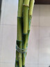 富貴竹水培植物客廳招發(fā)財竹子節節高綠蘿綠植盆栽花卉植物室內花 富貴竹61cm【10棵】送生根粉 曬單實(shí)拍圖