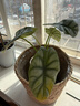 京云夢(mèng)白犀牛竹芋小盆栽北歐綠植辦公室除甲醛四季好養提拉米蘇源頭直發(fā) 曬單實(shí)拍圖