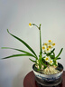 黎昕【7-10花苞 精品雕刻】漳州水仙花單瓣種球復瓣冬季桌面客廳年宵 [復瓣雕刻]7-9個(gè)花苞2粒 其他 曬單實(shí)拍圖