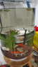 遙綰惜礦泉水桶養魚(yú)家庭觀(guān)賞創(chuàng  )意手工落地式魚(yú)缸純凈水桶改裝生態(tài)魚(yú)缸 （ 水桶+支架+底座+排水+延伸管）一套 曬單實(shí)拍圖