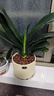 花翁花卉盆栽室內綠植 A級君子蘭（極簡(jiǎn)豎紋瓷盆）+陶粒源頭直發(fā) 曬單實(shí)拍圖