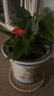 紅掌白掌盆栽植物室內花卉好養水培一帆風(fēng)順大盆水養四季常青綠植 特級粉掌原盆＋營(yíng)養液 含盆 曬單實(shí)拍圖