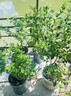 藍莓苗藍莓樹(shù)果苗北方南方種植薄霧兔眼特大陽(yáng)臺盆栽帶果 【兔眼】【5年苗當年結果】 曬單實(shí)拍圖