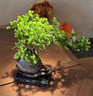 懸崖清香木盆景新中式室內好養桌面擺件茶室禪意綠植盆栽四季常青 祥云聚財罐懸崖清香木+小和尚+底座 帶盆栽好 曬單實(shí)拍圖