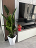 愛(ài)優(yōu)尚天堂鳥(niǎo)綠植盆栽客廳室內辦公室大型綠植好養凈化空氣源頭直發(fā) 曬單實(shí)拍圖