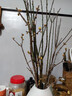 行湘臘梅干枝水培鮮枝泡水開(kāi)花年宵花臘梅枝50-60cm3支不含瓶源頭直發(fā) 曬單實(shí)拍圖