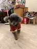 阿莫爾狗狗衣服秋冬款保暖盤(pán)扣唐裝小型犬比熊泰迪博美寵物新年國風(fēng)服飾 喜慶唐裝盤(pán)扣 XS-建議1-2斤內 詳細參考尺碼表 曬單實(shí)拍圖