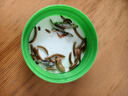 licheers龜糧蝦干魚(yú)干三合一烏龜飼料凍干昆蟲(chóng)魚(yú)食烏龜懷孕糧食魚(yú)干 800ml 曬單實(shí)拍圖