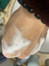 絲塔芙瘋狂動(dòng)物城聯(lián)名款小云朵洗面奶350ml氨基酸泡沫敏肌潔面新年禮物 曬單實(shí)拍圖