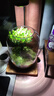 封茗【生命之樹(shù)】生態(tài)瓶苔蘚微景觀(guān)青苔造景缸植物辦公室綠植桌面盆栽 生命之樹(shù)微景觀(guān)(煙灰款) 曬單實(shí)拍圖