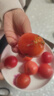 正宗攀枝花沙瓤西紅柿露天生吃粉果番茄新鮮采摘非普羅旺斯西紅柿 凈重【小果50-80克】 1斤 曬單實(shí)拍圖