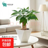 發(fā)財樹(shù)盆栽綠植室內客廳桌面凈化空氣迷你擺件懶人好養花卉植物 單桿發(fā)財樹(shù)+方韻樹(shù)脂套盆 曬單實(shí)拍圖