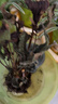 花翁水培紅掌盆栽花卉室內綠植源頭直發(fā) 【爆款新品】特級紅掌繁星盆 曬單實(shí)拍圖