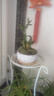 聽(tīng)雪樓富貴竹發(fā)財樹(shù)綠植辦公室桌面招財轉運小盆栽四季常青節節高好養活 白色火山巖石盆+富貴竹【含木托+擺件】 曬單實(shí)拍圖