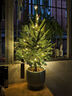 真的圣誕樹(shù)真樹(shù)挪威云杉樹(shù)香松盆栽松樹(shù)2025諾貝松活的圣誕樹(shù)客廳 圣誕樹(shù)50-60厘米【此款無(wú)贈品 單獨一棵樹(shù)】 曬單實(shí)拍圖
