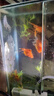 精品金魚(yú)觀(guān)賞魚(yú)獅子頭好養耐活自來(lái)水鴻運當頭丹頂冷水淡水風(fēng)水魚(yú) 精品金魚(yú)組合顏色隨機 4-6CM3條 曬單實(shí)拍圖