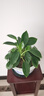 想開(kāi)大葉綠公主金鉆盆栽辦公室內客廳四季常綠好養易活植物桌面綠植 [大株樁包成活]金鉆一盆 曬單實(shí)拍圖