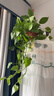 繽賢長(cháng)藤款垂吊植物爬墻綠植大盆綠蘿長(cháng)藤吊蘭水培綠蘿盆栽室內大藤 曬單實(shí)拍圖