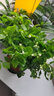 【雅之典】虎頭茉莉花盆栽室內(nèi)花卉雙色茉莉觀花植物綠植重瓣筆尖茉莉四季開花帶花苞 虎頭茉莉 不含盆 曬單實(shí)拍圖