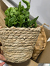 阿波線(xiàn)蕨火焰鳥(niǎo)巢蕨銀線(xiàn)蕨植物蕨類(lèi)觀(guān)賞四季常青好養綠植盆栽室內 火焰鳥(niǎo)巢蕨+草編籃子 無(wú)規格 曬單實(shí)拍圖