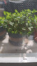 檸檬薄荷盆栽可食用迷迭香薄荷葉苗驅蚊草水培好養花卉室內綠植物 大盆薄荷+迷迭香(加侖盆)+2營(yíng)養液 含盆 曬單實(shí)拍圖