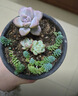 蘇墨的墨多肉植物室內小盆栽辦公室內桌面仙人球幼兒園花卉綠植仙人掌禮物 白方瓷盆+隨機1顆多肉+土+鋪面石 曬單實(shí)拍圖