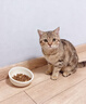 JKULNING寵物進(jìn)食碗斜口陶瓷貓碗貓咪喝水碗保護頸椎防打翻寵物碗優(yōu)質(zhì)陶瓷 曬單實(shí)拍圖