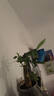 水培發(fā)財樹(shù)小盆栽花卉辦公室桌面綠植客廳旺宅盆景四季好養金錢(qián)樹(shù) 單桿優(yōu)質(zhì)發(fā)財樹(shù)(原盆土)+復合肥 含盆 曬單實(shí)拍圖