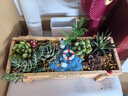 花藝萌多肉植物組合盆栽含盆含土創(chuàng  )意diy拼盤(pán)花盆 多肉植物多肉盆栽 沙灘綠洲 含盆 曬單實(shí)拍圖