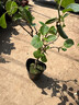 獼猴桃樹(shù)果苗雌雄同株獼猴桃苗徐香嫁接南北方種植庭院四季可種植 【當年結果】翠香4年（雌雄同株）適合新手種 30cm(含)-40cm(不含) 曬單實(shí)拍圖