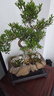 靜黛軒小葉赤楠造型盆景室內綠植中式盆栽老樁客廳辦公客廳桌面四季常青 【日照金山】小葉赤楠 帶盆40-50cm高 曬單實(shí)拍圖