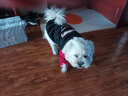 TMJD MISS狗狗新年衣服秋冬大型犬保暖金毛拉布拉多護肘衣邊牧加厚冬裝衣服 酒紅拼黑衛衣 8碼【建議33-40斤】 曬單實(shí)拍圖