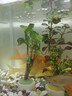 寵小俠水草植物魚(yú)缸真草造景生態(tài)全套擺件養魚(yú)增氧鋪底陰性水培凈化綠植 3杯隨機紅搭綠草【送種植環(huán)】 曬單實(shí)拍圖