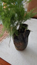 文竹盆栽綠植花卉盆景植物室內客廳水培文松云竹文竹大苗四季常青 文竹【1顆】原盆原土球發(fā)貨 高度15-25cm 曬單實(shí)拍圖
