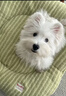 寵邁鑫西高地白梗幼犬軟毛剛毛純種西高地小狗雙血統家養寵物狗小體幼崽 寵物級 精品西高地 公 曬單實(shí)拍圖