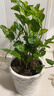 臨雅茉莉花盆栽老樁室內花卉陽(yáng)臺花苗虎頭綠植物好養160#原盆源頭直發(fā) 曬單實(shí)拍圖