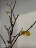 梅花盆栽老莊素心臘梅紅梅盆景庭院陽(yáng)臺耐寒植物室外花卉濃香型 素心臘梅4年苗 曬單實(shí)拍圖