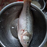 鮮活沖浪河鱸魚(yú)400-500g/條 曬單實(shí)拍圖