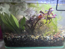 瘋狂水草魚(yú)缸水草凈化水質(zhì)套餐蜈蚣草陰性水草浮萍植物活體水培 好養定植套餐 【適合20-30缸】 曬單實(shí)拍圖